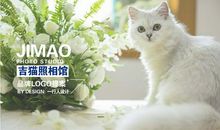 开照相馆的猫
