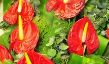 观年宵花市后的新发现