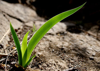我是一个美丽的草