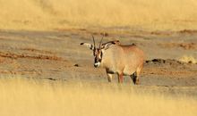 羚羊草悄然绽放