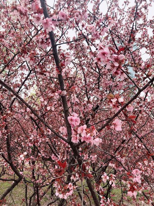守护花等