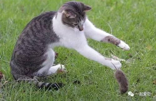 猫死亡