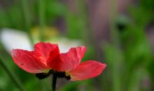 绽放思想的季节