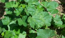 神奇的球状茎植物