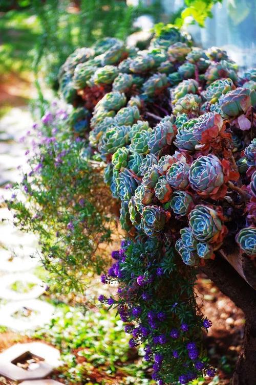 破碎的花朵，梦想