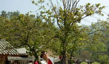 又是一年踏青季