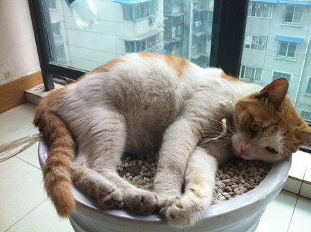 如果我是一只斯特兰猫