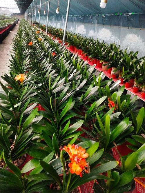 参观“新年花卉市场”，感受春天的活力