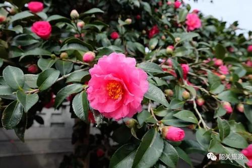 茶花静静地绽放