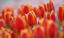 五彩缤纷的春雨