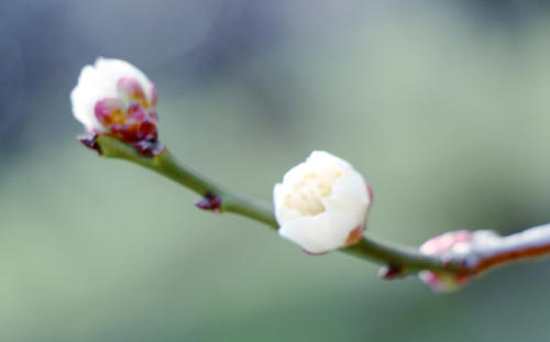你好，早春