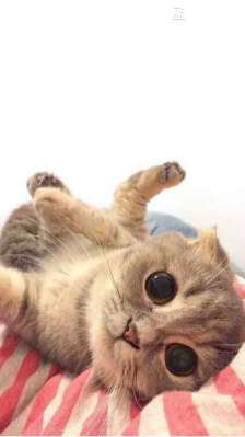 可爱的小猫在我家里