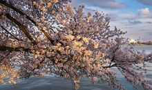 树木背后的故事