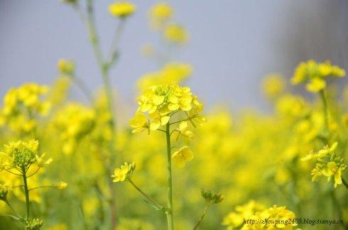 家乡油菜籽