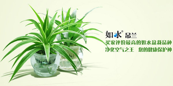 我最喜欢的植物青色