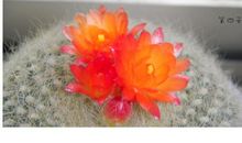 绽放之后，我明白了