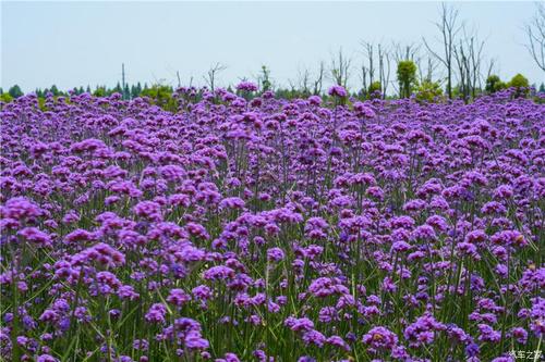 参观花海