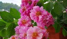 美丽四季，多彩世界