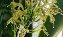 我发现它开花了