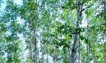 心中的那片白桦林