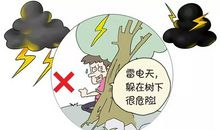 不能在大树下避雨