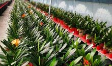 家门口的年宵花市