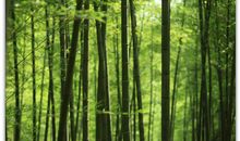 我和那片竹林的约定