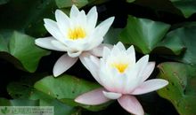 爱国情是一条永不枯竭的河