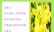 我的植物朋友迎春花作文300字