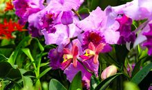 兰中皇后—蝴蝶兰