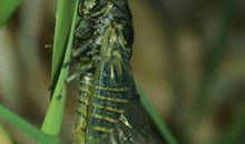 夏日过后，我愿作最后一只秋蝉