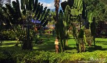 美丽的西双版纳之旅