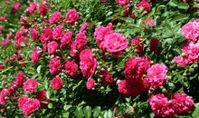 又是一年蔷薇花香时