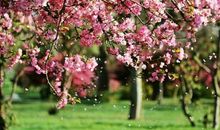 我和春天的约定