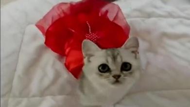 叫小猫