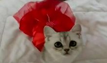 一只小猫的呼唤