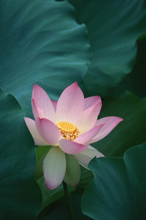写莲花