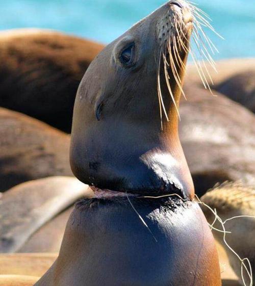 人的泪水