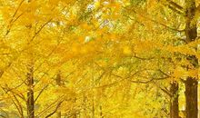 秋天有这么个故事