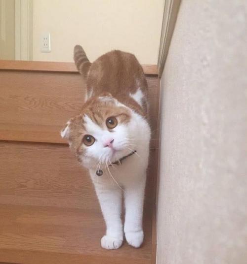 独自在家独自一人