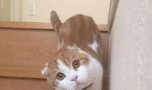 独自在家的小猫