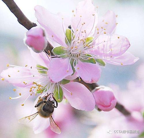 记忆桃花