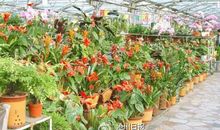 探访年宵花市，寻觅鲜花物语