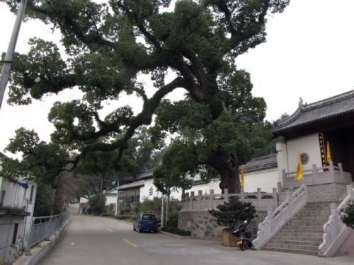 在门前的榕树