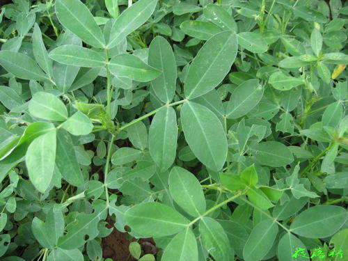 我的植物朋友花生