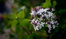 愿做一朵丁香花