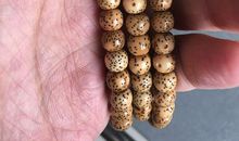 来自种子的回应