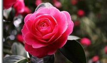 我和植物的约定