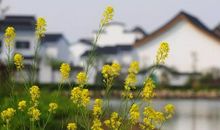 古诗里寻觅春天