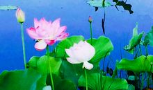 荷塘中的喜与愁